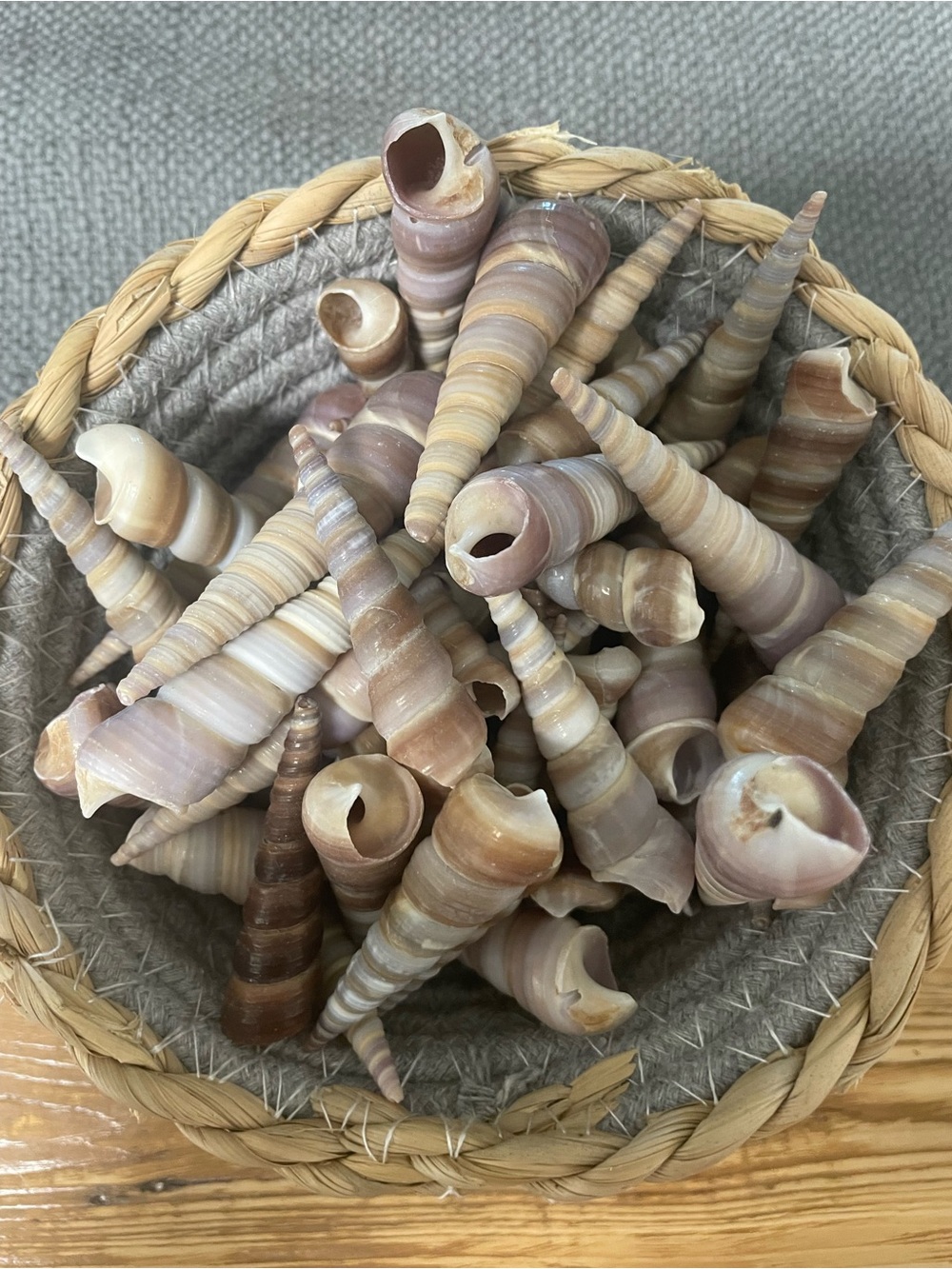 Natural Spiral Sea Shells - Neutral Tones
Approximately 40 pieces per listing